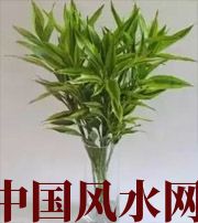 湖南十二生肖养什么植物最旺财运？你知道吗！